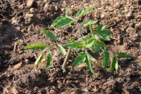 /album/fotogaleria-e-primavera-/tomate1-jpg/